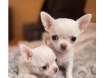 CHIHUAHUA TOY CUCCIOLI pag. agevolato