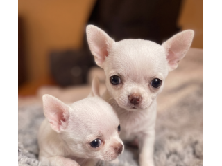 CHIHUAHUA TOY CUCCIOLI pag. agevolato