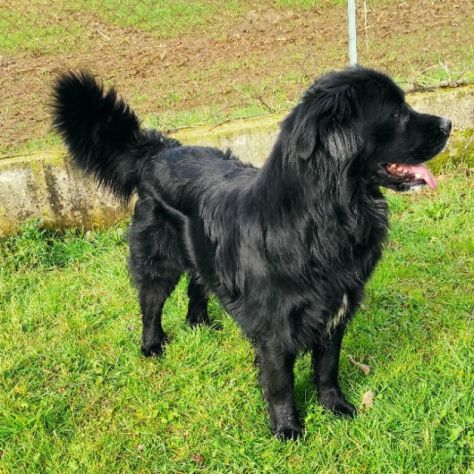 CANE IN ADOZIONE: NADAL, adorabile tenerone. - Foto 4