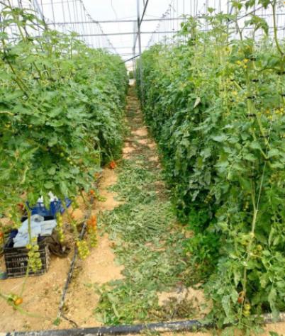 Immobile in asta di 48970 m² in vendita a Noto - Foto 15