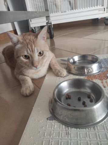 Gatto Orange - Foto 4