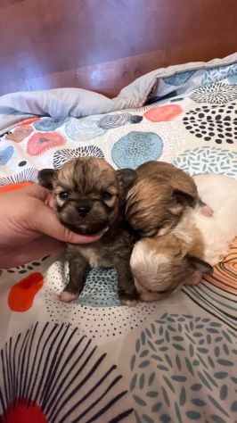 Chihuahua pelo lungo