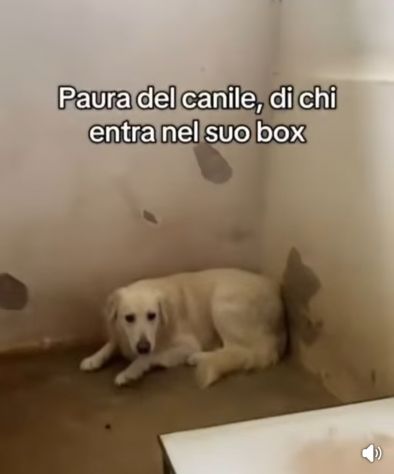 GERONIMO imprigionato senza colpa CANE IN ADOZIONE - Foto 6