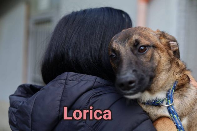 LORICA E CAVALIERE CUCCIOLI IN ADOZIONE