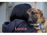 LORICA E CAVALIERE CUCCIOLI IN ADOZIONE