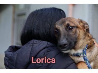 LORICA E CAVALIERE CUCCIOLI IN ADOZIONE