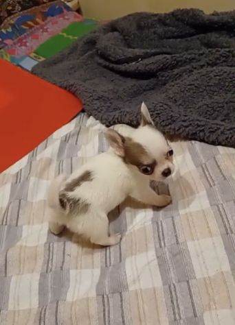 Tre cuccioli chihuahua - Foto 7