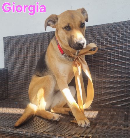 Cucciola meravigliosa!!! - Foto 8
