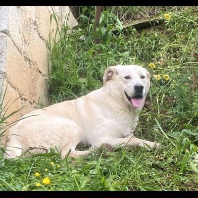 LIBECCIO bravo e pacato, aspetta una famiglia, cane in adozione - Foto 10