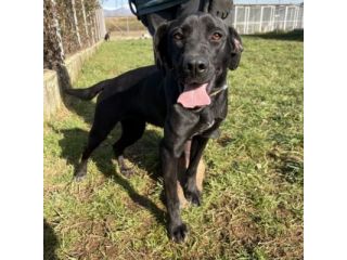 POPPY DELIZIOSA E GIOIOSA, SIMIL LABRADOR CANE IN ADOZIONE