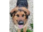 4/5anni mix Pastore pelo lungo bello e buono in canile aspetta ancora. CASERTA