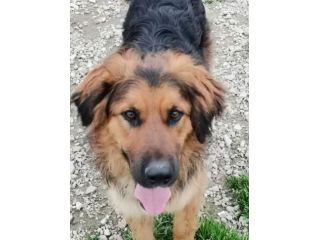 4/5anni mix Pastore pelo lungo bello e buono in canile aspetta ancora. CASERTA