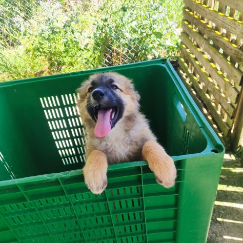 3 mix pastorini 4mesi salvati da morte certa! SARDEGNA - Foto 5