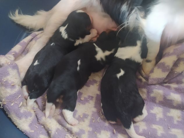 Cavalier king Charles Spaniel cucciole - Foto 4