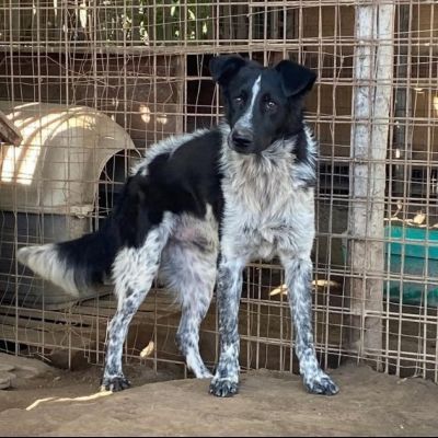 E' SOLO UN CUCCIOLO TOTO' , MERITA UNA FAMIGLIA, CUCCIOLO IN ADOZIONE - Foto 9