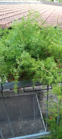 PIANTE ASPARIGINE - Foto 10
