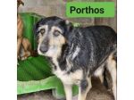La triste storia dei tre moschettieri cagnolini in adozione