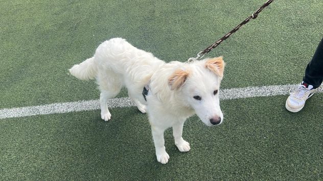 Rocco 2anni bellissimo SOS SICILIA - Foto 7