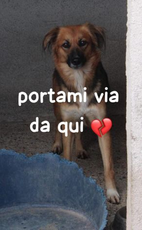 FRECCIA 4 ANNI 12 kg circa IN CANILE - Foto 2