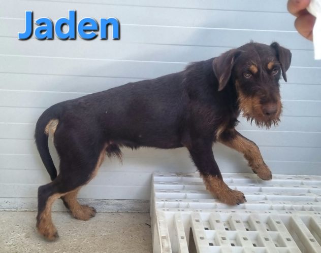 JADEN,Jagd terrier - Foto 3