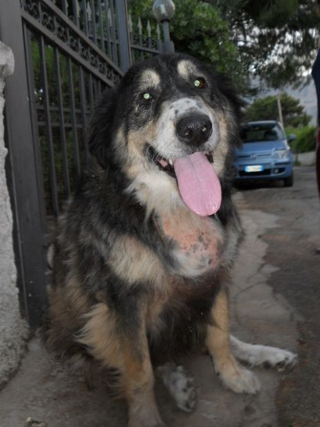 STELLA, dolce mix Bovaro del Bernese - Foto 2