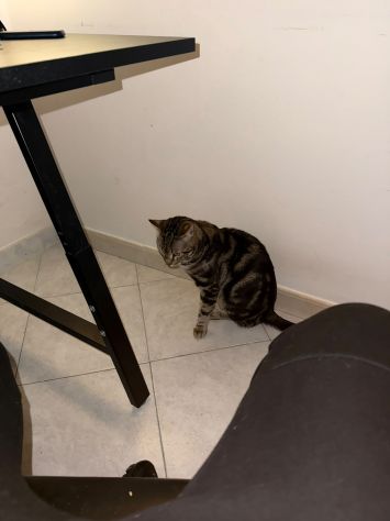 Chico e Icaro, 1 anno, gatti maschi - Foto 6
