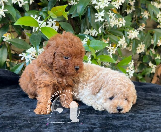 Cuccioli Barboncino Toy – Genitori Testati e Campioni - Foto 4