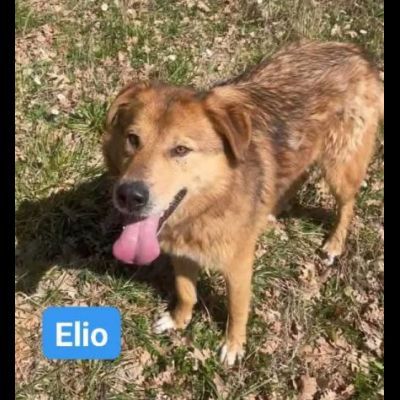 ELIO e EMERSON DIMENTICATI CANI SOCIEVOLI E AMOREVOLI IN ADOZIONE - Foto 6