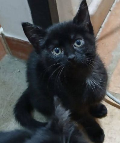 Mora gattina