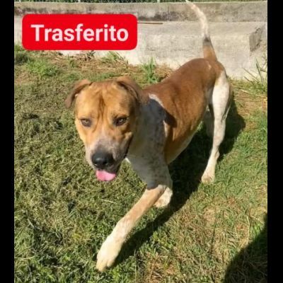 CASPER MERAVIGLIOSO CARATTERE: CANE IN ADOZIONE - Foto 6