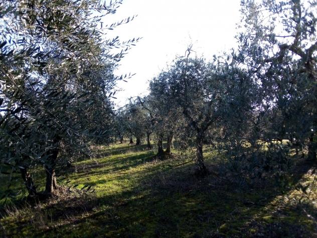 TERRENO AGRICOLO di 3000 mq (GAMBASSI TERME) rif. G 553 - Foto 2