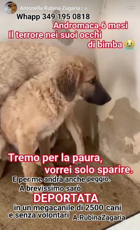 ANDROMACA CUCCIOLA IN ADOZIONE - Foto 2