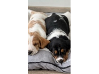 cuccioli di bassethound