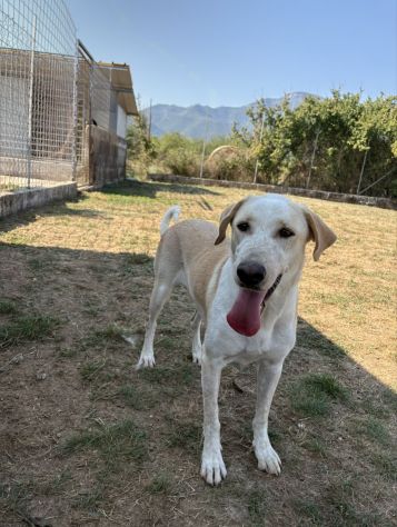 CLARA - Foto 3