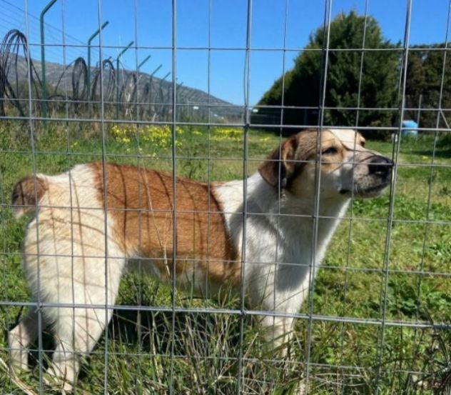 ELVIS E COOKY CAGNOLINI IN ADOZIONE - Foto 8