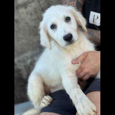 SOLE ADORABILE CUCCIOLA IN ADOZIONE - Foto 5