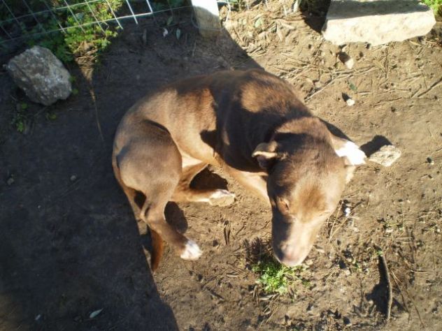 AKYTA, cucciolotta dolcissima - Foto 3