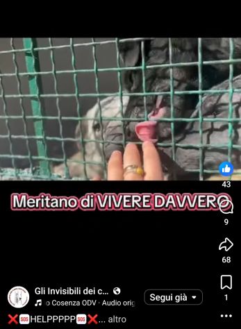 MIELE E MILO MIRACOLI D' AMORE CUCCIOLI IN ADOZIONE - Foto 7