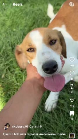 I CUCCIOLI DIMENTICATI ZACK e ZELDA tg medio contenuta, cane in adozione - Foto 2