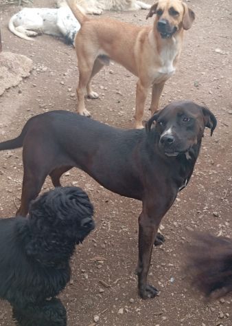 Ciccia 5anni mix Labrador marrone da sempre in canile,buona con tutti.NAPOLI - Foto 2