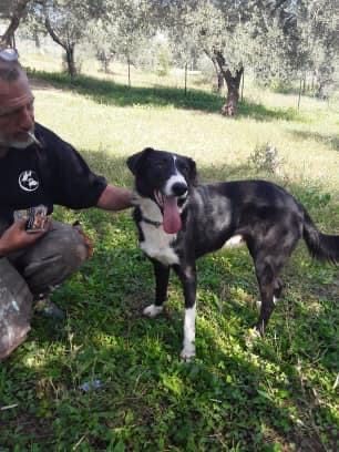 CHARLIE, simil border collie abbandonato cerca casa - Foto 2