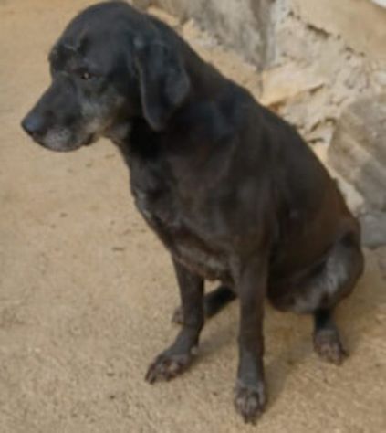 Fiona simil labrador - Foto 6