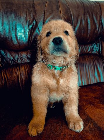 Golden Retriever Americani - Foto 8