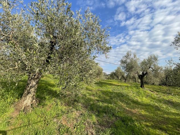 Uliveto in vendita a Casale Marittimo - Foto 8
