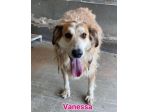 VANESSA E VERDIANA CAGNOLINE IN ADOZIONE