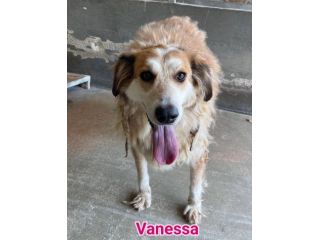 VANESSA E VERDIANA CAGNOLINE IN ADOZIONE
