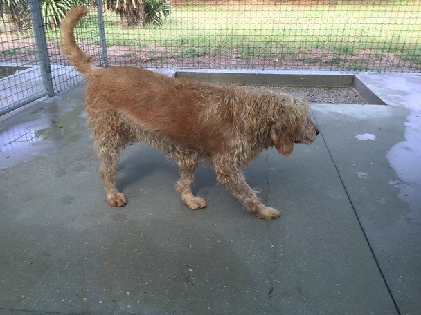 DORA, dolce segugio a pelo forte - Foto 4