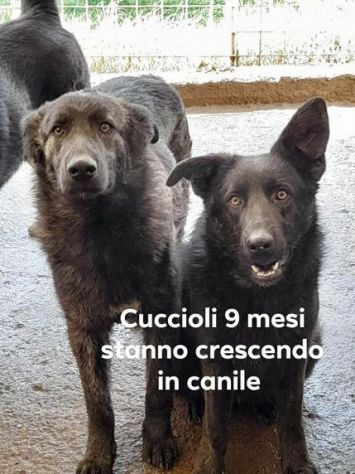 ZARA e IGOR giovani,bravi in canile SUD