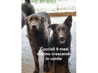 ZARA e IGOR giovani,bravi in canile SUD