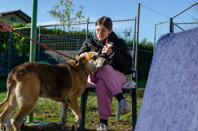 THEO, 7 ANNI, IL SUO PROPRIETARIO HA UNA BRUTTA MALATTIA E LUI CERCA CASA!! - Foto 7